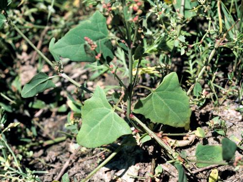 Arroche hastée(Atriplex prostrata)_1