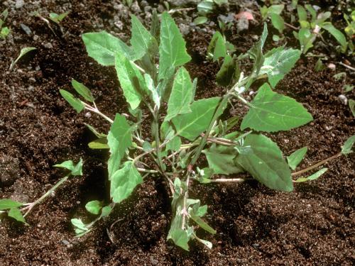 Arroche hastée(Atriplex prostrata)_3