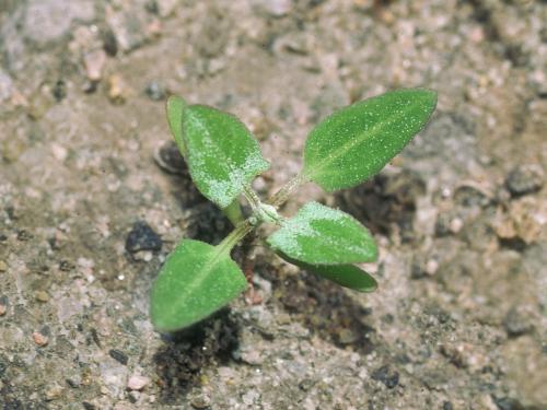 Arroche hastée(Atriplex prostrata)_4