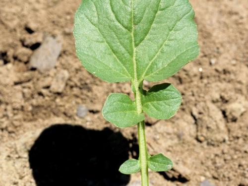 Barbarée vulgaire(Barbarea vulgaris)_3