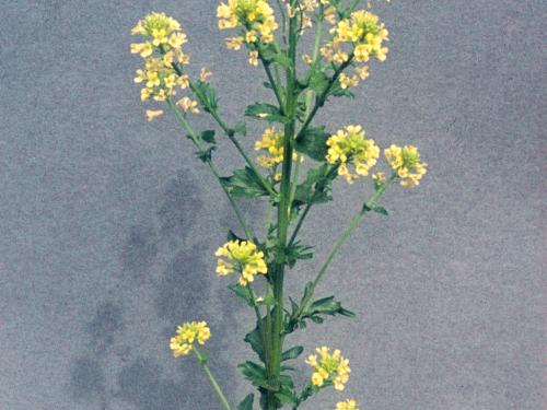 Barbarée vulgaire(Barbarea vulgaris)_5