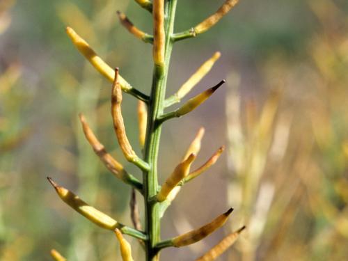 Barbarée vulgaire(Barbarea vulgaris)_6