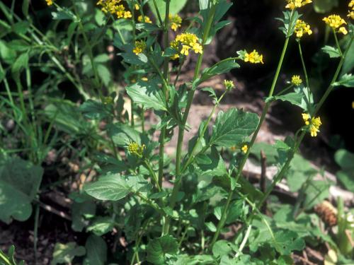 Barbarée vulgaire(Barbarea vulgaris)_7