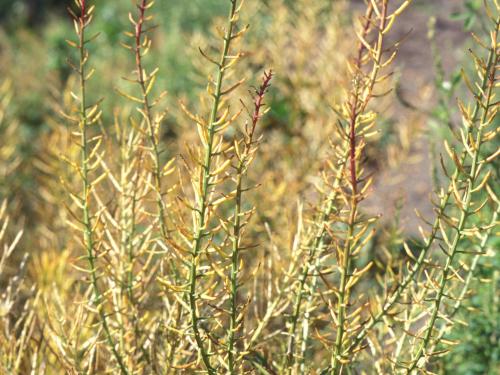 Barbarée vulgaire(Barbarea vulgaris)_10