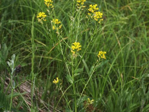 Barbarée vulgaire(Barbarea vulgaris)_17