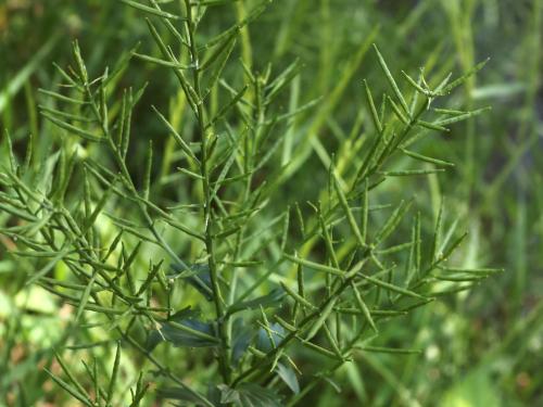 Barbarée vulgaire(Barbarea vulgaris)_19