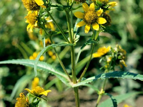 Bident penché(Bidens cernua)_3