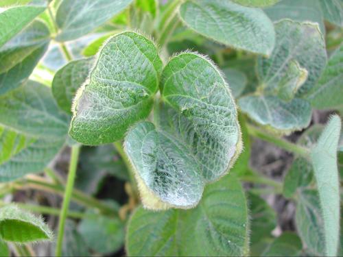 Soya - dicamba (4)_10