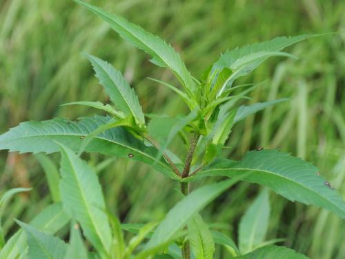 Bident penché(Bidens cernua)_19