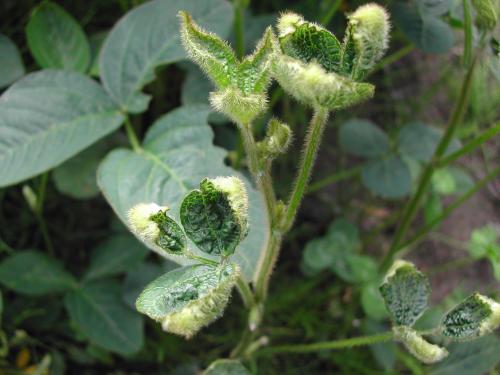 Soya - dicamba (4)_11