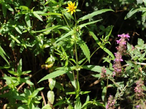 Bident penché(Bidens cernua)_20