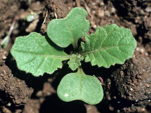 Moutarde oiseaux (Brassica rapa)_1