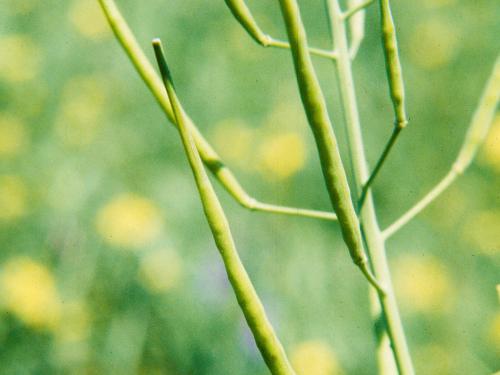 Moutarde oiseaux (Brassica rapa)_5