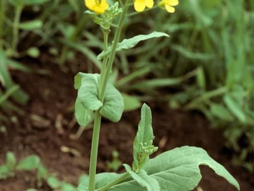 Moutarde oiseaux (Brassica rapa)_6