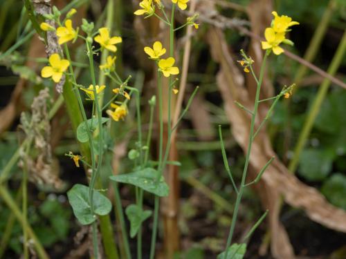 Moutarde oiseaux (Brassica rapa)_14