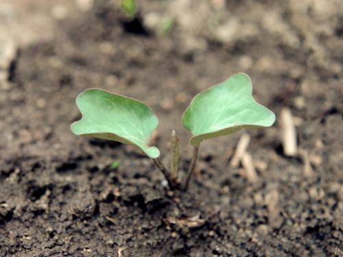 Liseron haies (Calystegia sepium)_1