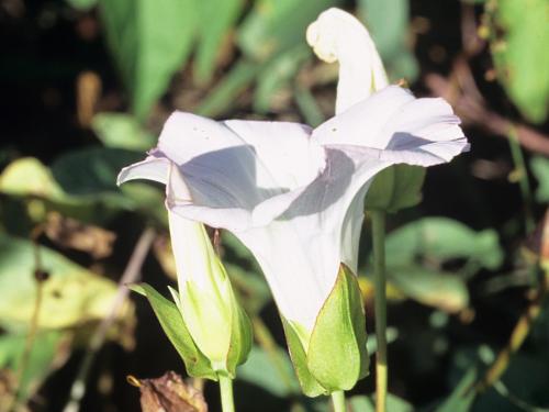 Liseron haies (Calystegia sepium)_4