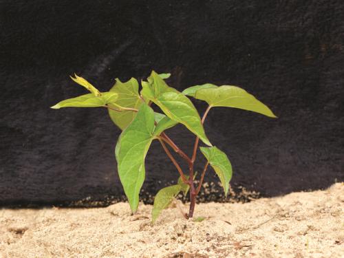 Liseron haies (Calystegia sepium)_7