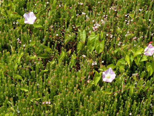 Liseron haies (Calystegia sepium)_9