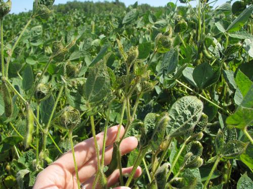 Soya - dicamba (4)_15