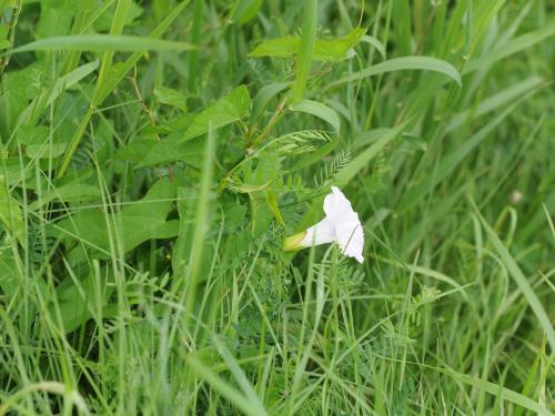 Liseron haies (Calystegia sepium)_23