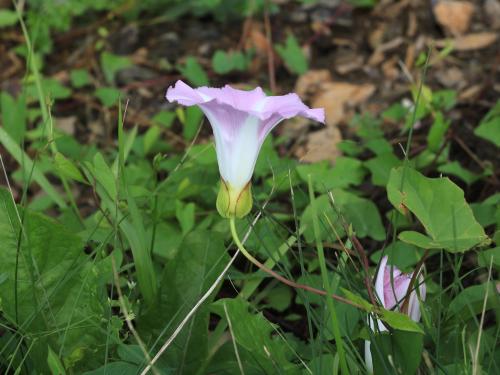 Liseron haies (Calystegia sepium)_24