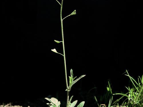 Bourse pasteur(Capsella bursa-pastoris)_5