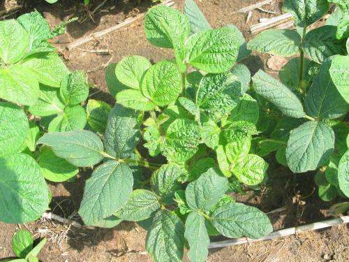 Soya - dicamba (4)_16