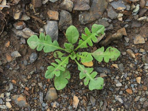 Bourse pasteur(Capsella bursa-pastoris)_14