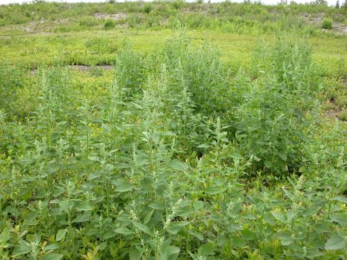 Chénopode blanc(Chenopodium album)_13