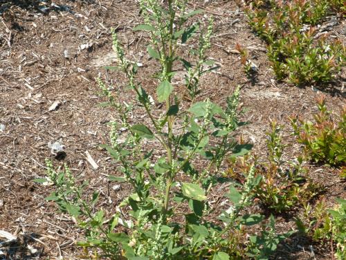 Chénopode blanc(Chenopodium album)_14