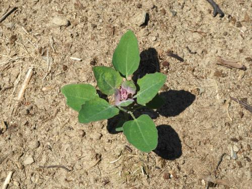 Chénopode blanc(Chenopodium album)_16