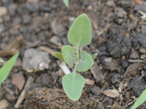 Chénopode blanc(Chenopodium album)_22