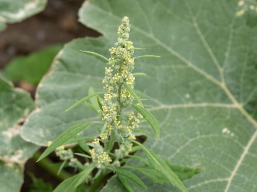 Chénopode blanc(Chenopodium album)_25