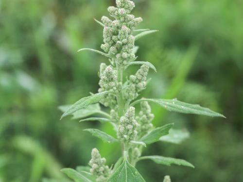 Chénopode blanc(Chenopodium album)_26