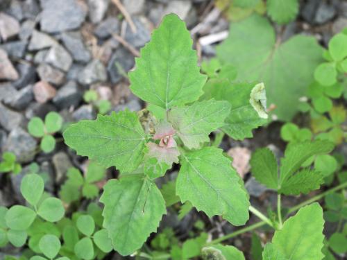 Chénopode blanc(Chenopodium album)_27