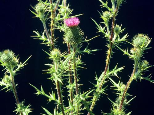 Chardon vulgaire(Cirsium vulgare)_7