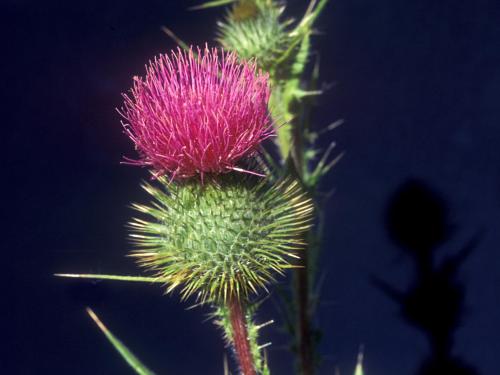 Chardon vulgaire(Cirsium vulgare)_8