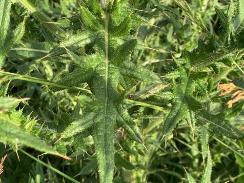 Chardon vulgaire(Cirsium vulgare)_14