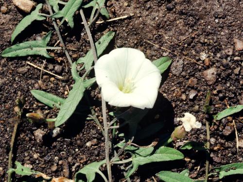 Liseron champs (Convolvulus arvensis)_1