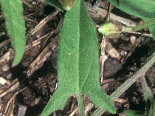 Liseron champs (Convolvulus arvensis)_2