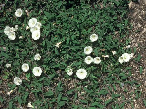 Liseron champs (Convolvulus arvensis)_4