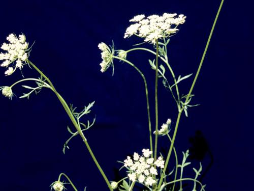 Carotte sauvage(Daucus carota)_4