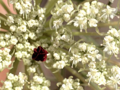 Carotte sauvage(Daucus carota)_5