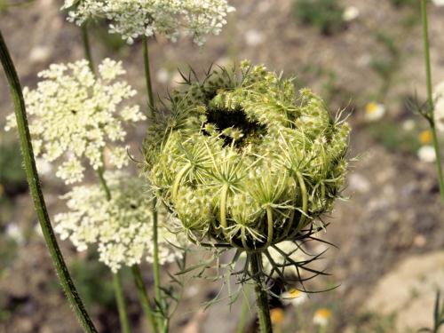 Carotte sauvage(Daucus carota)_6