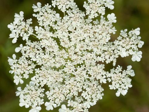 Carotte sauvage(Daucus carota)_9