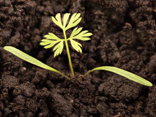 Carotte sauvage(Daucus carota)_11