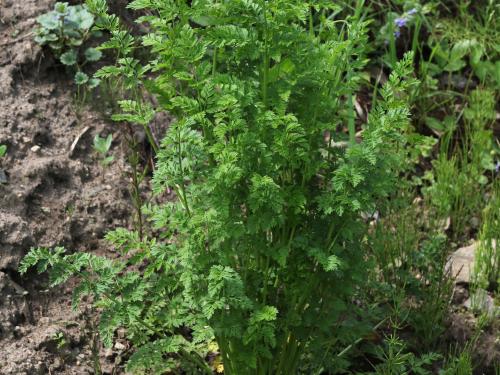 Carotte sauvage(Daucus carota)_14