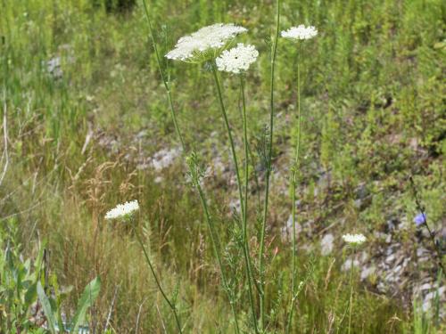 Carotte sauvage(Daucus carota)_15