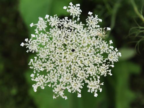 Carotte sauvage(Daucus carota)_16